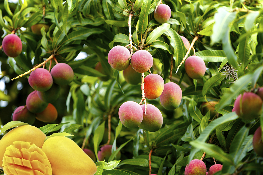 Awesome Product Image